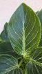 Philodendron Birkin 15 cm