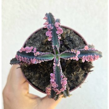 Kalanchoe Pink Butterfly 8.5 cm