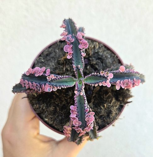 Kalanchoe Pink Butterfly 8.5 cm