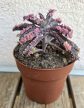 Kalanchoe Pink Butterfly 8.5 cm