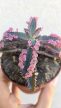 Kalanchoe Pink Butterfly 8.5 cm