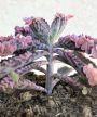 Kalanchoe Pink Butterfly 8.5 cm