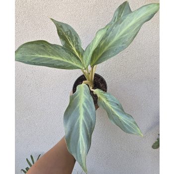 Aglaonema Aqua Green 12 cm