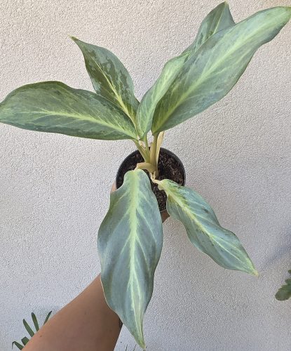 Aglaonema Aqua Green 12 cm