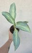 Aglaonema Aqua Green 12 cm
