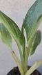 Aglaonema Aqua Green 12 cm