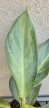 Aglaonema Aqua Green 12 cm