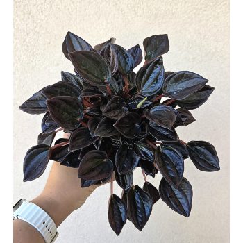 Peperomia Aruba