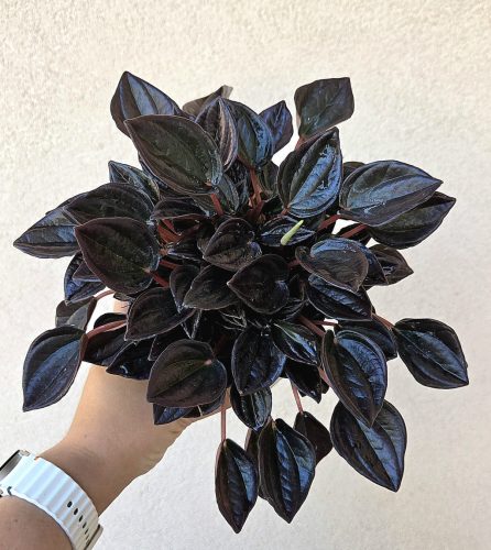 Peperomia Aruba