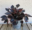Peperomia Aruba