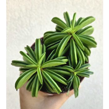 Peperomia Happy Bean - Törpebors 10.5 cm