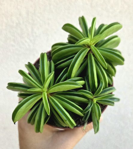 Peperomia Happy Bean - Törpebors 10.5 cm