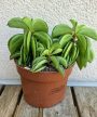 Peperomia Happy Bean - Törpebors 10.5 cm