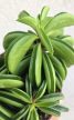 Peperomia Happy Bean - Törpebors 10.5 cm