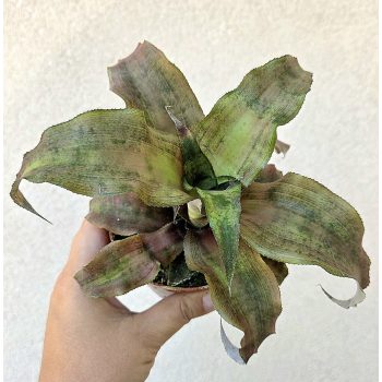 Cryptanthus - Levélcsillag 9 cm