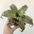 Cryptanthus - Levélcsillag 9 cm
