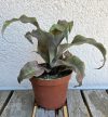Cryptanthus - Levélcsillag 9 cm