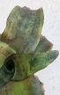 Cryptanthus - Levélcsillag 9 cm