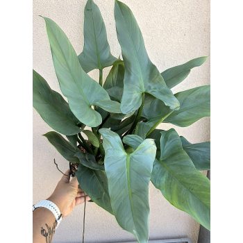 Philodendron hastatum Silver Queen 17 cm
