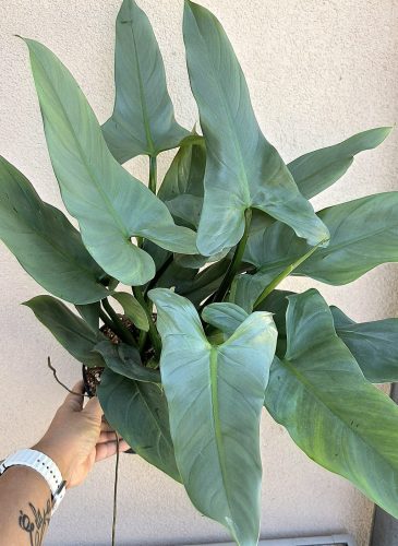 Philodendron hastatum Silver Queen 17 cm