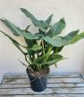 Philodendron hastatum Silver Queen 17 cm