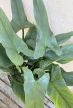 Philodendron hastatum Silver Queen 17 cm