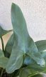 Philodendron hastatum Silver Queen 17 cm