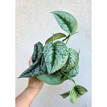 Scindapsus pictus Trebie - Ezüstös szobafutóka 12 cm