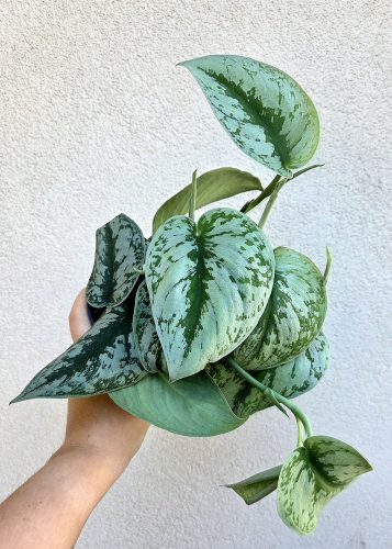 Scindapsus pictus Trebie - Ezüstös szobafutóka 12 cm