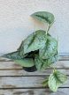 Scindapsus pictus Trebie - Ezüstös szobafutóka 12 cm