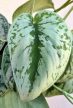 Scindapsus pictus Trebie - Ezüstös szobafutóka 12 cm