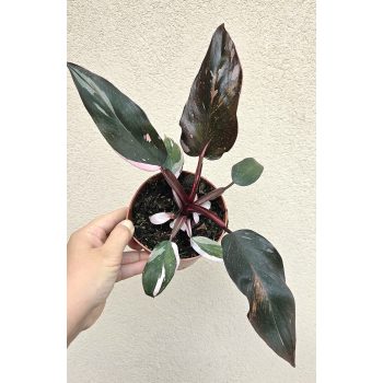 Philodendron Pink Princess 12 cm