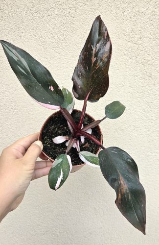 Philodendron Pink Princess 12 cm