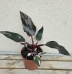 Philodendron Pink Princess 12 cm