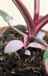 Philodendron Pink Princess 12 cm