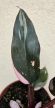 Philodendron Pink Princess 12 cm