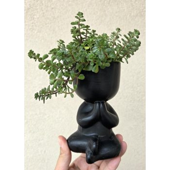 Sedum Makinoi jógás kaspóban 6 cm