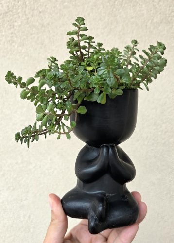 Sedum Makinoi jógás kaspóban 6 cm