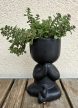 Sedum Makinoi jógás kaspóban 6 cm