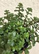 Sedum Makinoi jógás kaspóban 6 cm