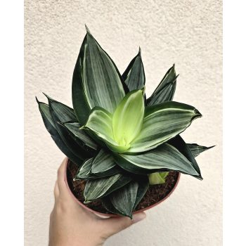 Sansevieria Hahnii Diamond/Honey - Törpe anyósnyelv 14 cm