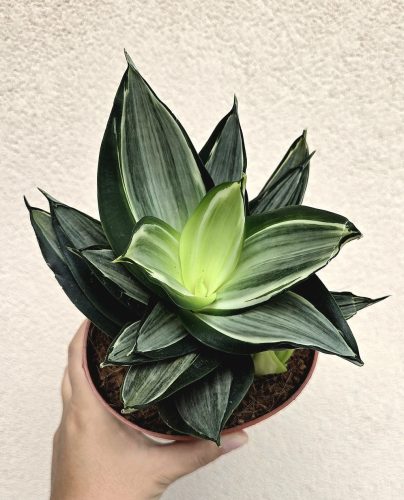 Sansevieria Hahnii Diamond/Honey - Törpe anyósnyelv 14 cm
