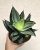 Sansevieria Hahnii Diamond/Honey - Törpe anyósnyelv 14 cm
