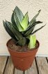 Sansevieria Hahnii Diamond/Honey - Törpe anyósnyelv 14 cm