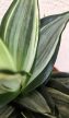 Sansevieria Hahnii Diamond/Honey - Törpe anyósnyelv 14 cm