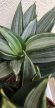 Sansevieria Hahnii Diamond/Honey - Törpe anyósnyelv 14 cm