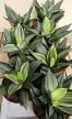 Sansevieria Hahnii Diamond/Honey - Törpe anyósnyelv 14 cm