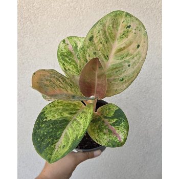 Aglaonema Apple Fantasy 12 cm