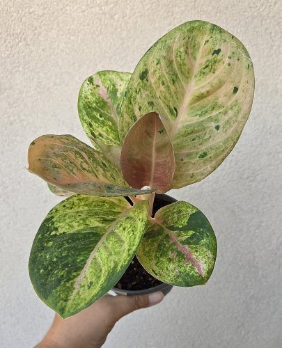 Aglaonema Apple Fantasy 12 cm