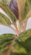 Aglaonema Apple Fantasy 12 cm